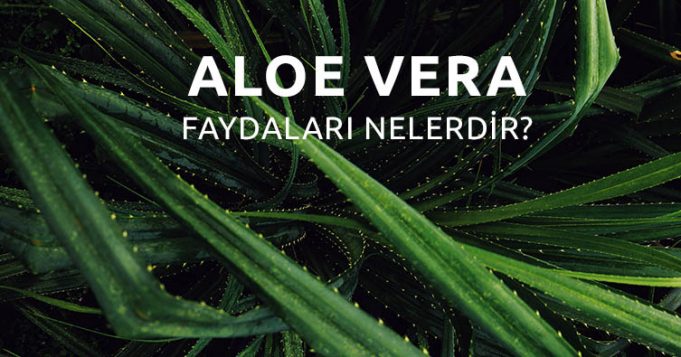 Aloe-Vera-Faydaları-Nelerdir