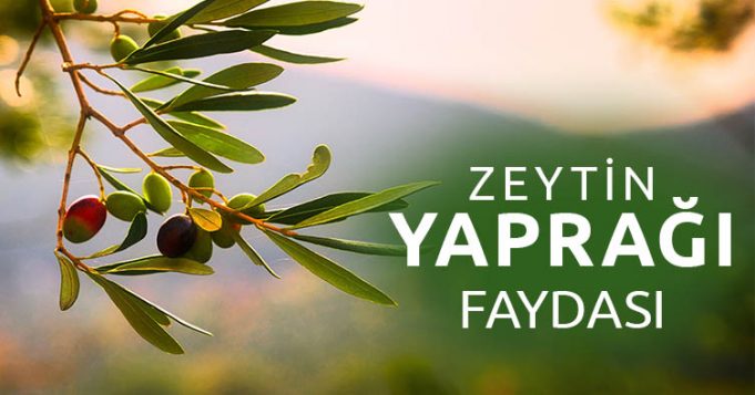 Zeytin-Yaprağı-Faydası